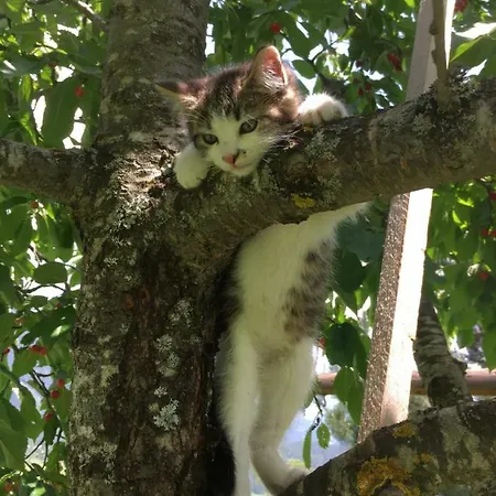 Holiday home Eggerhof - Ramsau am Dachstein