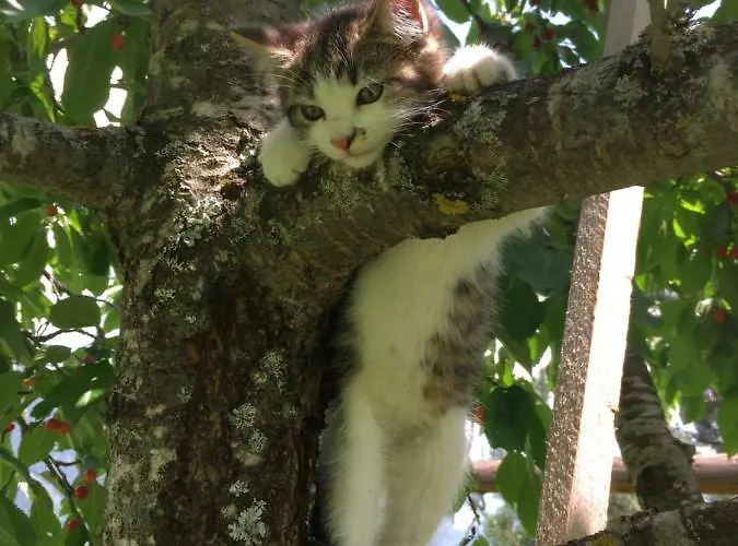 Holiday home Eggerhof - Ramsau am Dachstein